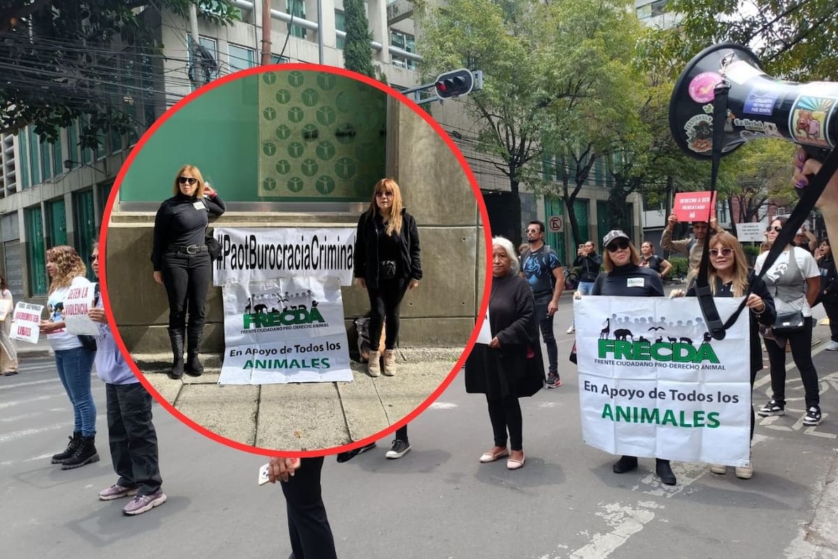 Activistas exigen destitución de titular de la PAOT por negligencia en casos de maltrato animal