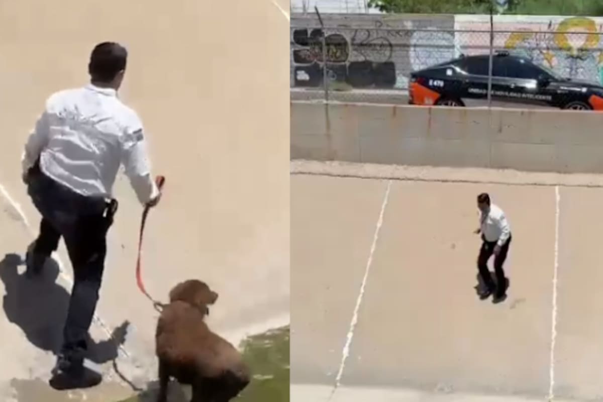 Policía rescata a perro que cayó a un canal