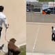 Policía rescata a perro que cayó a un canal