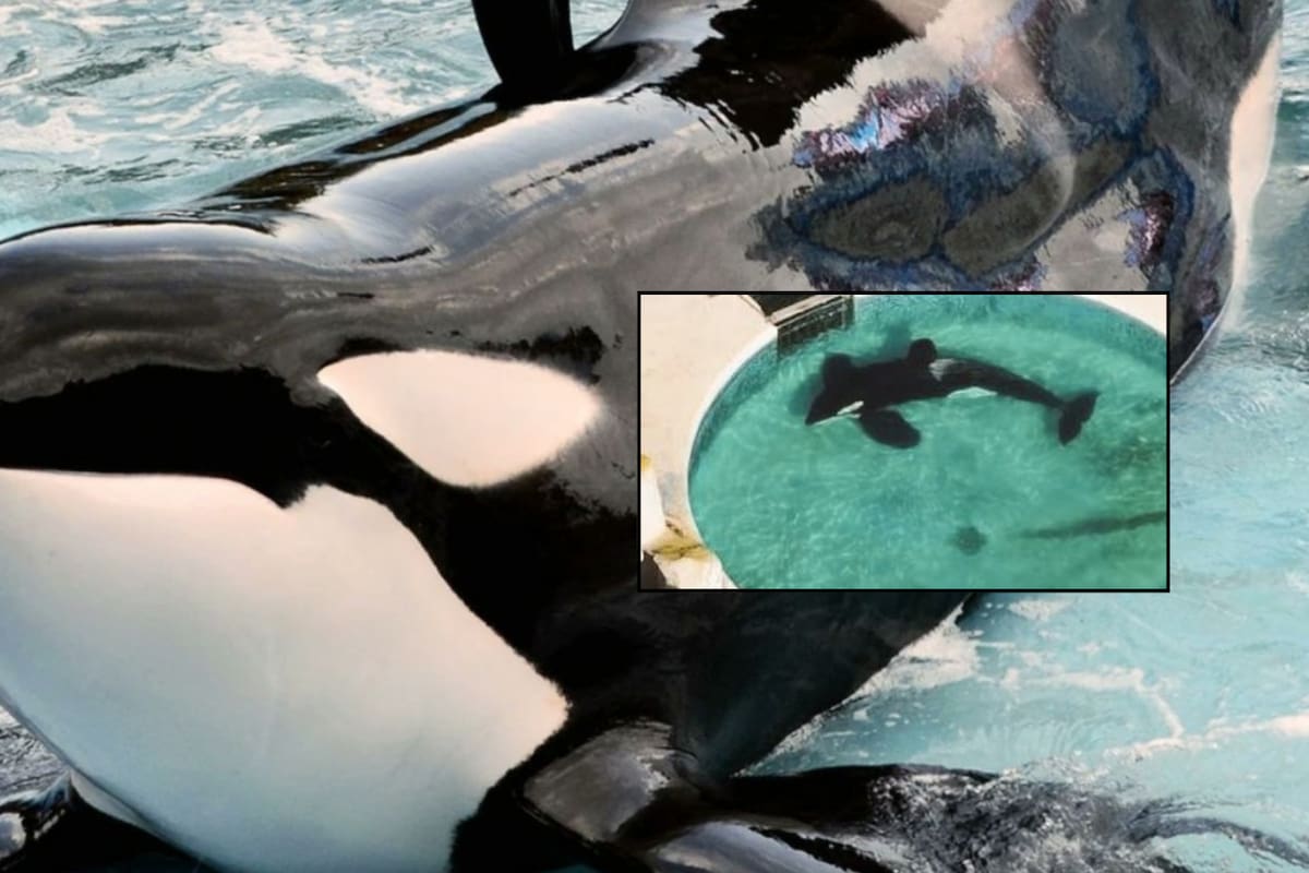 Murió Kshamenk, la orca que pasó 30 años en cautiverio extremo: vivió sola en un tanque de cemento de apenas 12 metros, fue obligada a dar shows y usada para extracción de semen