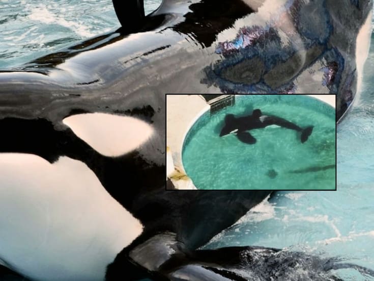Murió Kshamenk, la orca que pasó 30 años en cautiverio extremo: vivió sola en un tanque de cemento de apenas 12 metros, fue obligada a dar shows y usada para extracción de semen