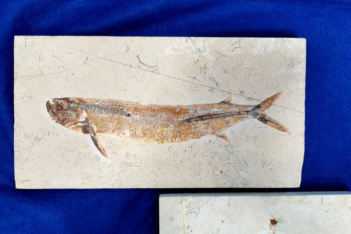 Francia regresa a Brasil 998 fósiles que fueron sustraídos del país