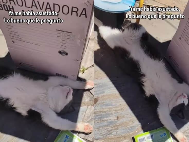 “Muy bien, señales de vida”: hombre se hace viral al preguntarle a un gato tirado si está vivo y recibir una inesperada respuesta