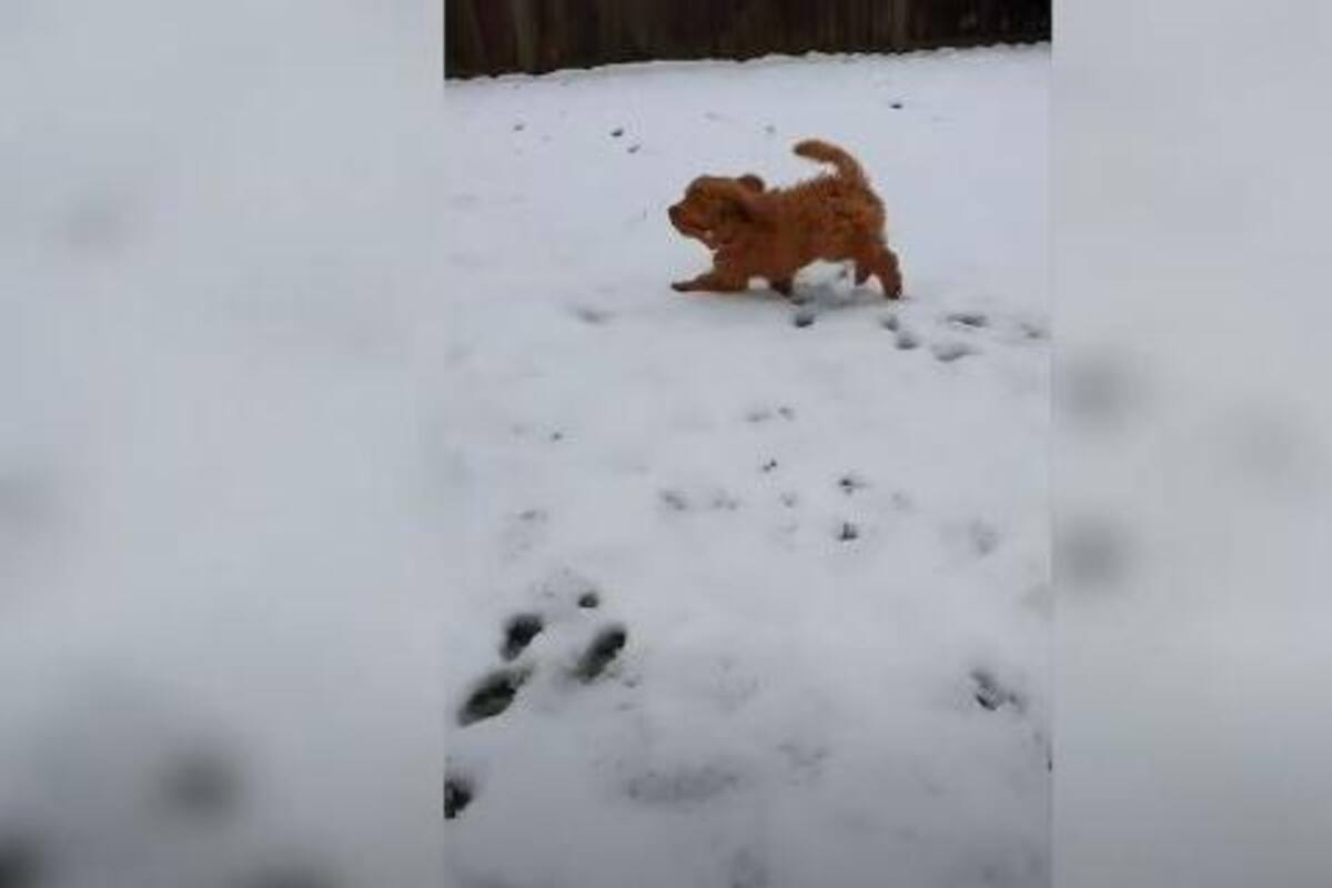 VIDEO: Así reacciona este perro al ver por primera vez la nieve