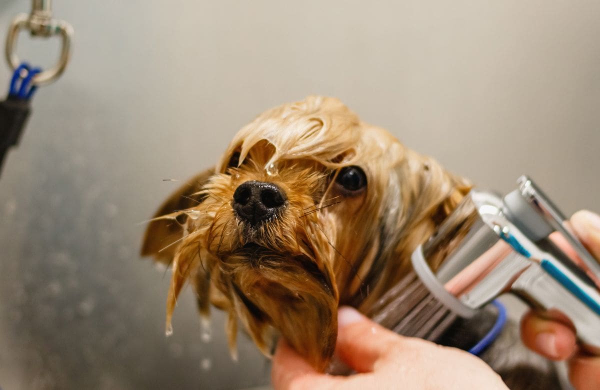 Aprende a refrescar a tu perro sin ponerlo en riesgo | Foto: Especial (canva)