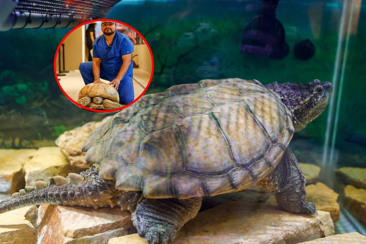 Cuidar una tortuga va más allá de darle agua y comida; veterinarios llaman a su cuidado en su Día Mundial