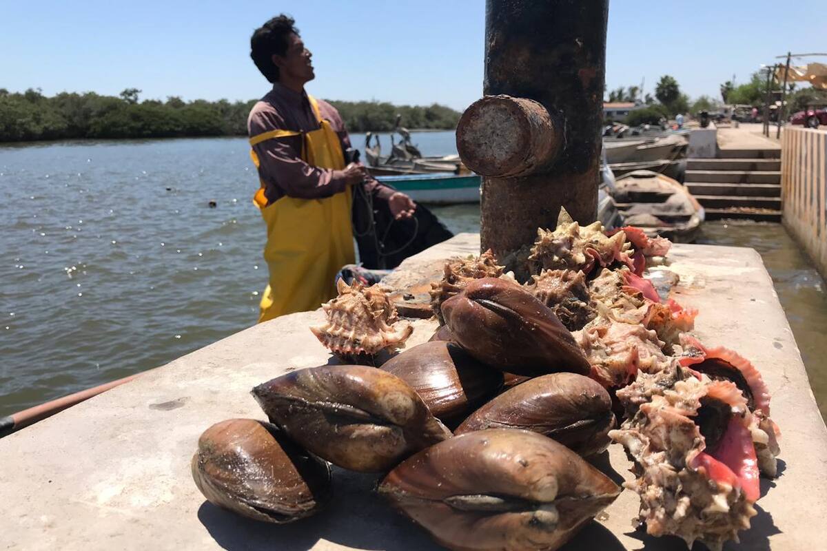 Pescadores de Yavaros pasan por mal momento