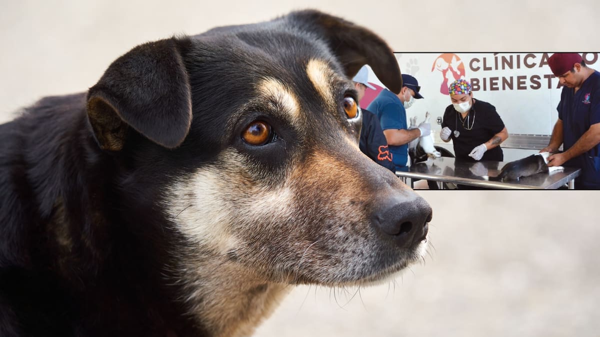 Realizan Jornada de Esterilización Gratuita en Pueblo Mayo