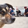 Realizan Jornada de Esterilización Gratuita en Pueblo Mayo