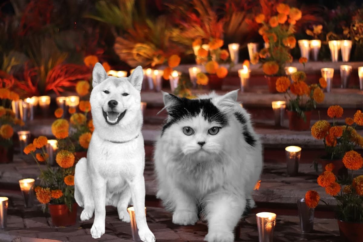 Día de Muertos: ¿Cómo hacer y qué debe llevar un altar dedicado a las mascotas?