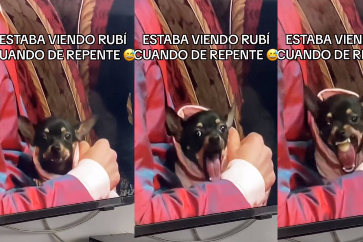 VIRAL: captan escena de perrito vomitando una uva en la telenovela “Rubí”
