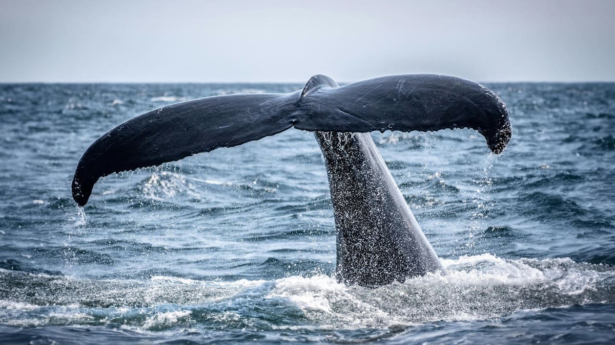 Expertos y buzos ejecutan hoy en Wismar, Alemania, un plan de emergencia financiado por empresarios para elevar a la ballena Timmy con lonas inflables, buscando liberar la red en su boca y evitar su muerte tras semanas varada