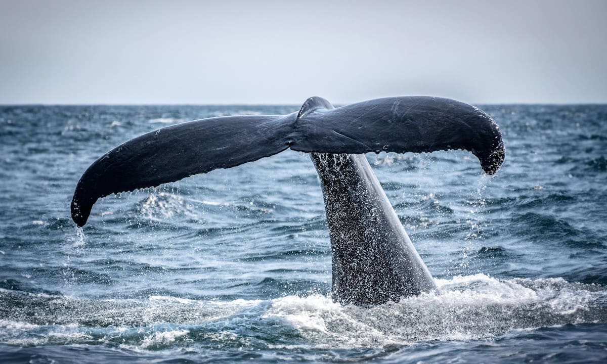 Expertos y buzos ejecutan hoy en Wismar, Alemania, un plan de emergencia financiado por empresarios para elevar a la ballena Timmy con lonas inflables, buscando liberar la red en su boca y evitar su muerte tras semanas varada | Pexels