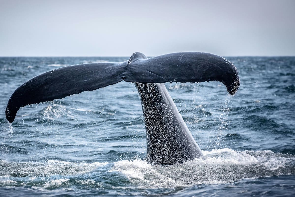Expertos y buzos ejecutan hoy en Wismar, Alemania, un plan de emergencia financiado por empresarios para elevar a la ballena Timmy con lonas inflables, buscando liberar la red en su boca y evitar su muerte tras semanas varada