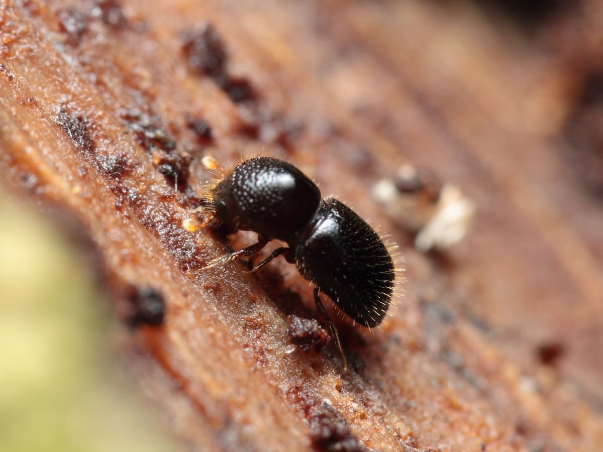 Escarabajo Barrenador. Foto: Ilustrativa