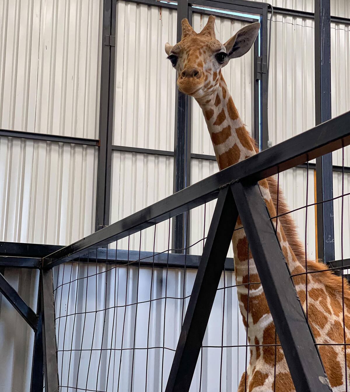 Los visitantes podrán interactuar con Baako, alimentándola y aprendiendo sobre sus hábitos y comportamiento.