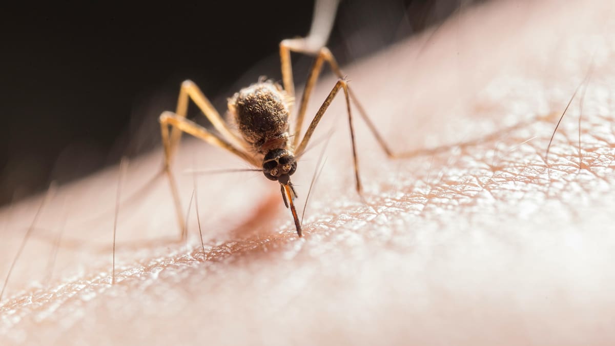 La tecnología permite detectar acumulaciones de agua y nidos de mosquitos en lugares difíciles de inspeccionar desde el suelo. Foto: Canva