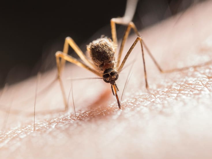 Deforestación obliga a los mosquitos a picar más a los humanos, advierten experto