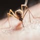 Deforestación obliga a los mosquitos a picar más a los humanos, advierten experto