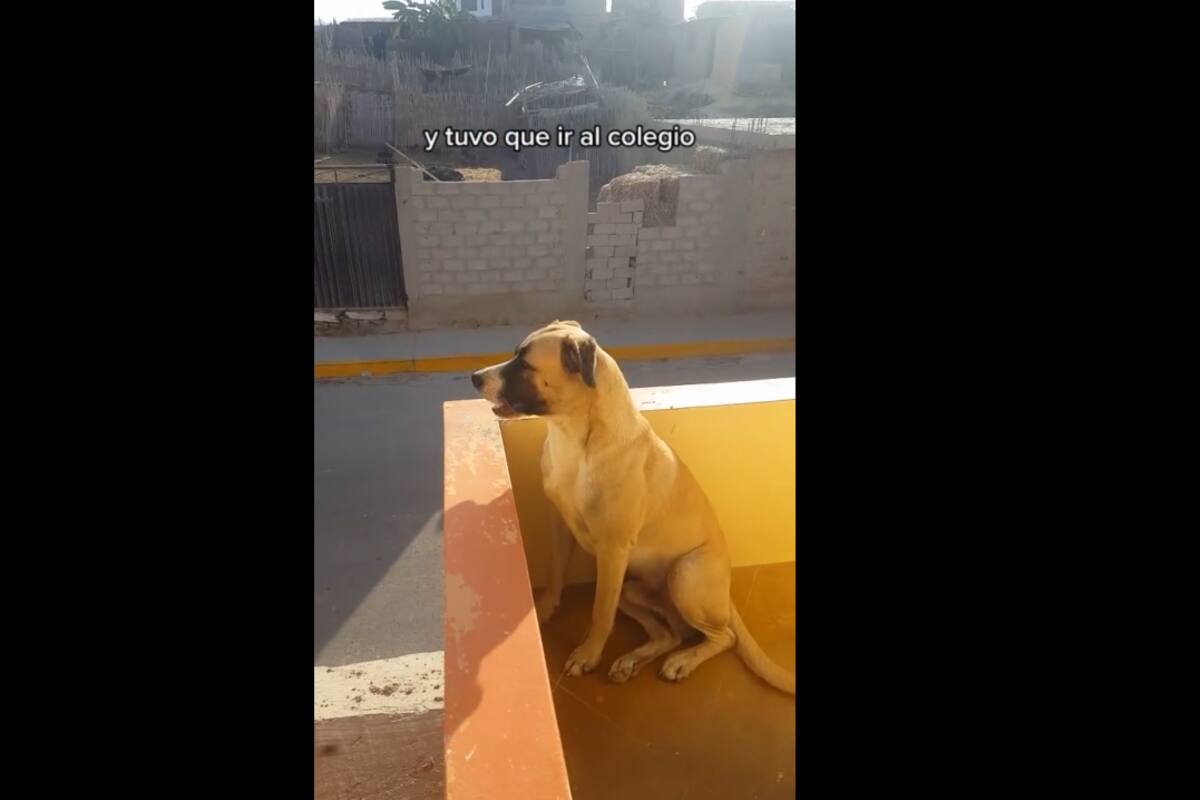 TIKTOK VIDEO: Perro se pone triste al ver que su dueño regresa a la escuela