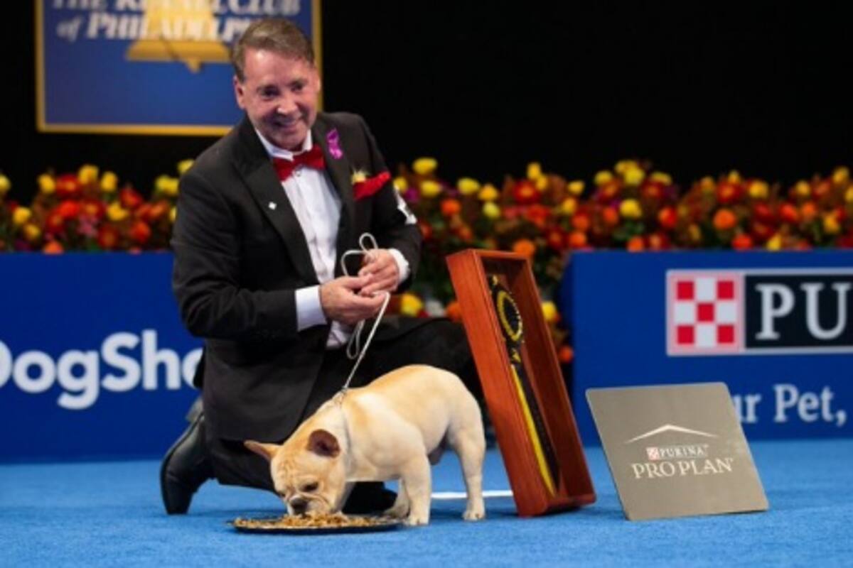 Bulldog francés gana el primer premio en la exposición canina nacional de EU