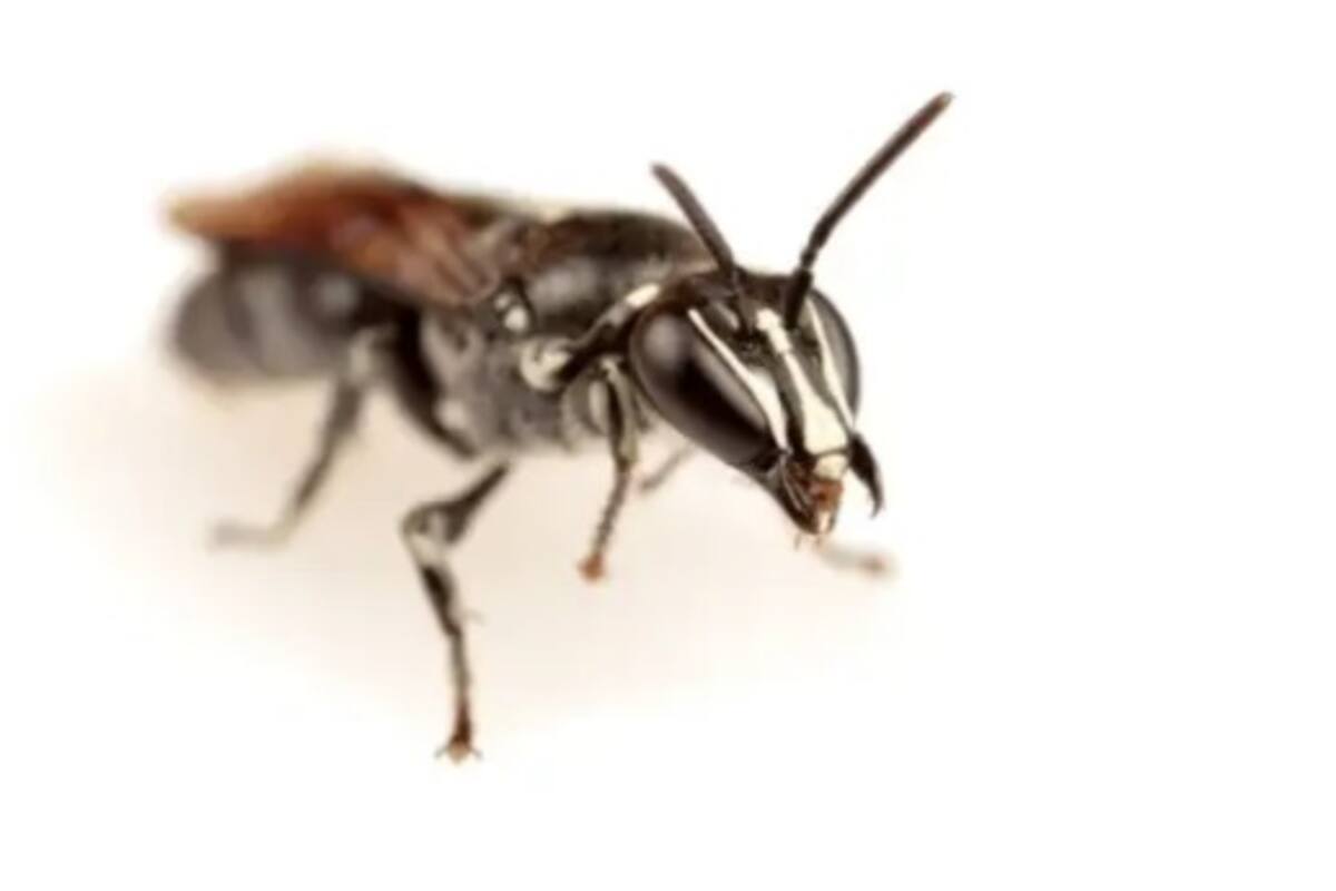 Hallan una abeja australiana que se creía extinta hace cien años