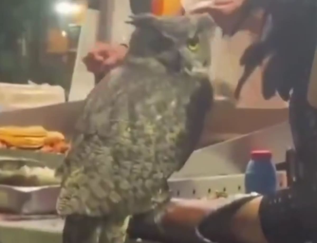 Un búho cornudo en un puesto de tacos: el video que volvió a sorprender a las redes|Foto: X