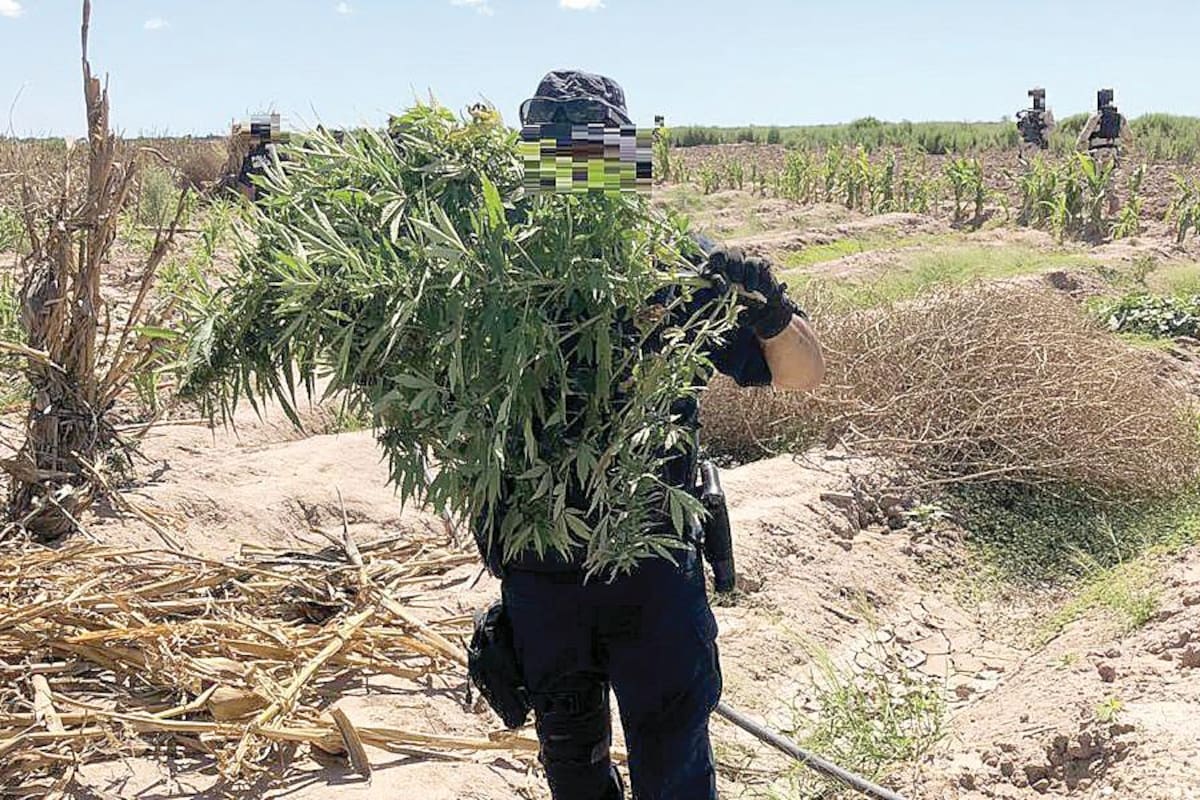 Hallan un plantío de mariguana en Poblado Miguel Alemán