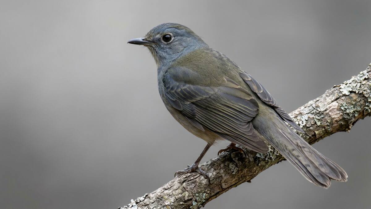 El clarín jilguero está enlistado bajo protección especial en la NOM-059-SEMARNAT-2010.