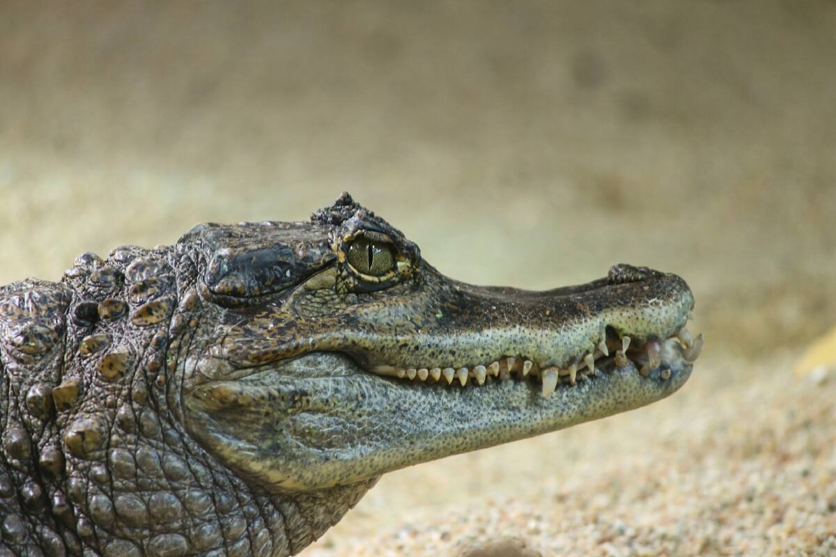 Anciana muere al caer en un estanque con dos caimanes en Florida
