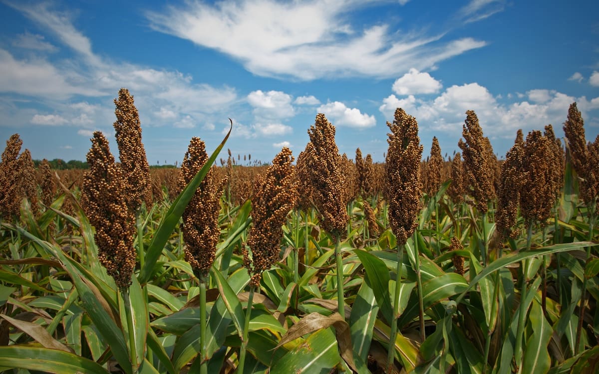 Sorgo.
