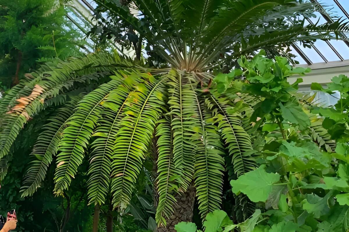 El proyecto para encontrar pareja a la “planta más solitaria del mundo”