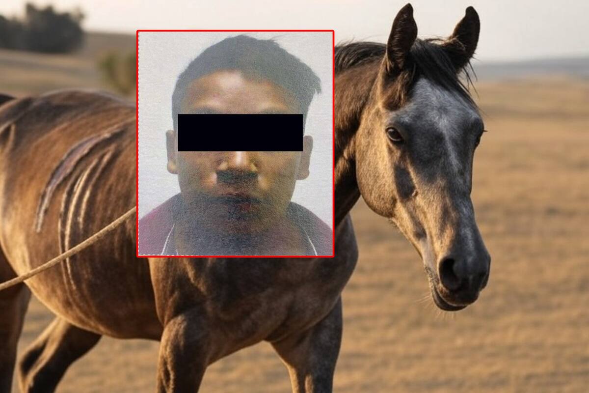 Sentencian a Ramsés por ahorcar a un caballo ajeno con piolas