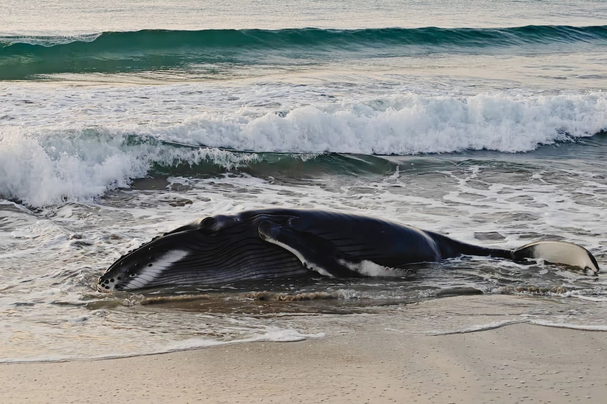 Reportan que cría de ballena jorobada estuvo varada a las orillas de playa en Oaxaca y autoridades logran devolverla al mar