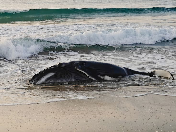 Reportan que cría de ballena jorobada estuvo varada a las orillas de playa en Oaxaca y autoridades logran devolverla al mar