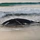 Reportan que cría de ballena jorobada estuvo varada a las orillas de playa en Oaxaca y autoridades logran devolverla al mar