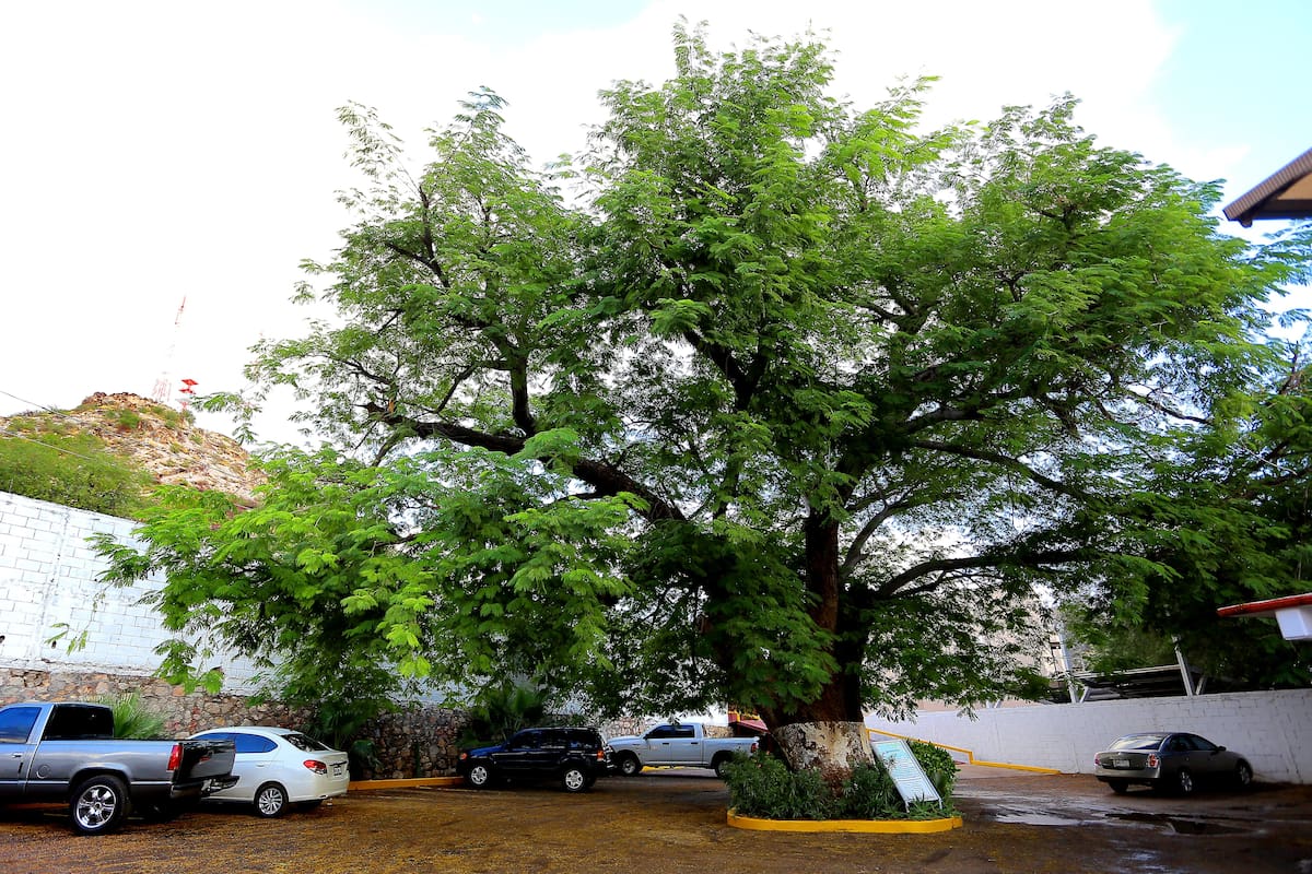 ¡Es el árbol más viejito de Hermosillo!