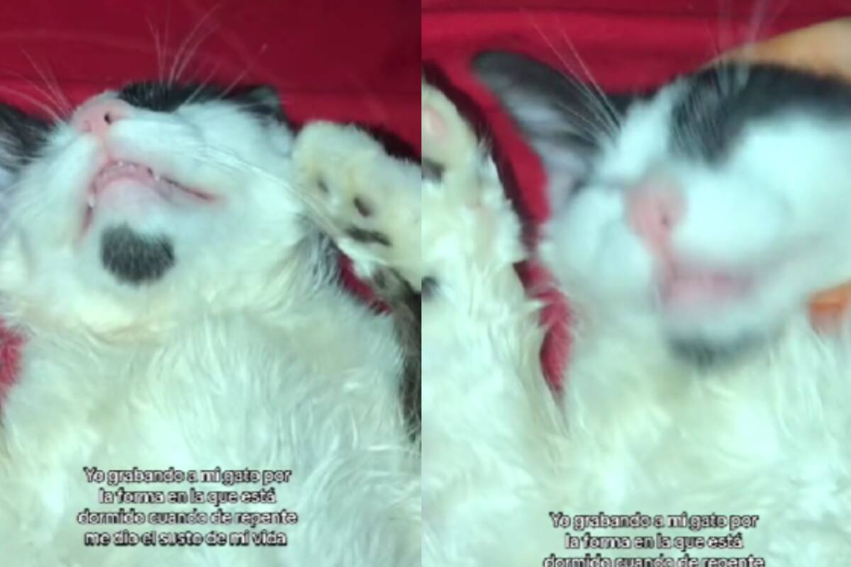 Un joven graba a su gato dormido, pero se lleva un susto al pensar que estaba muerto