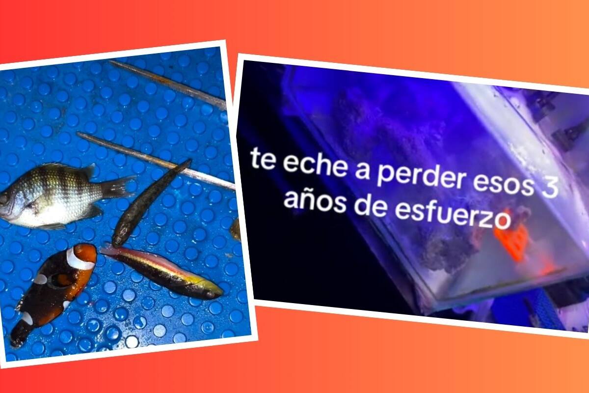 Venganzas que duelen: Su hermana eliminó a sus peces con cloro (VIDEO)