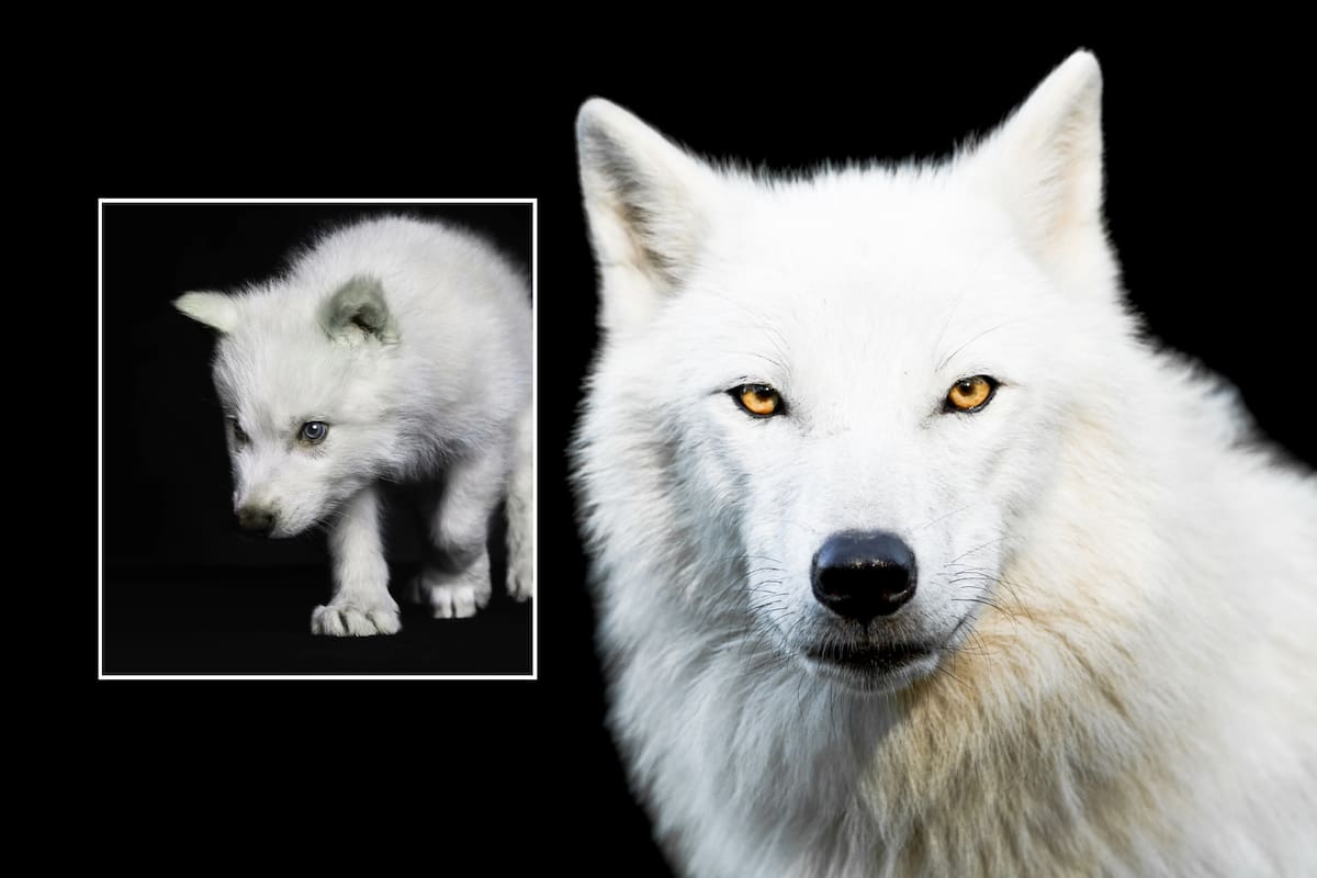 Nacen los primeros lobos de una especie extinta hace 10.000 años, reporta Time