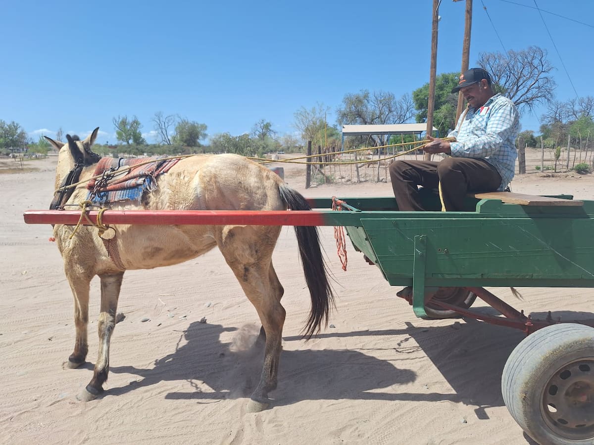 Aunque la carreta aún es utilizada por algunas personas, sobre todo adultos mayores, estos vehículos están siendo sustituidos de alguna manera por las motocicletas. FOTO: JESÚS PALOMARES