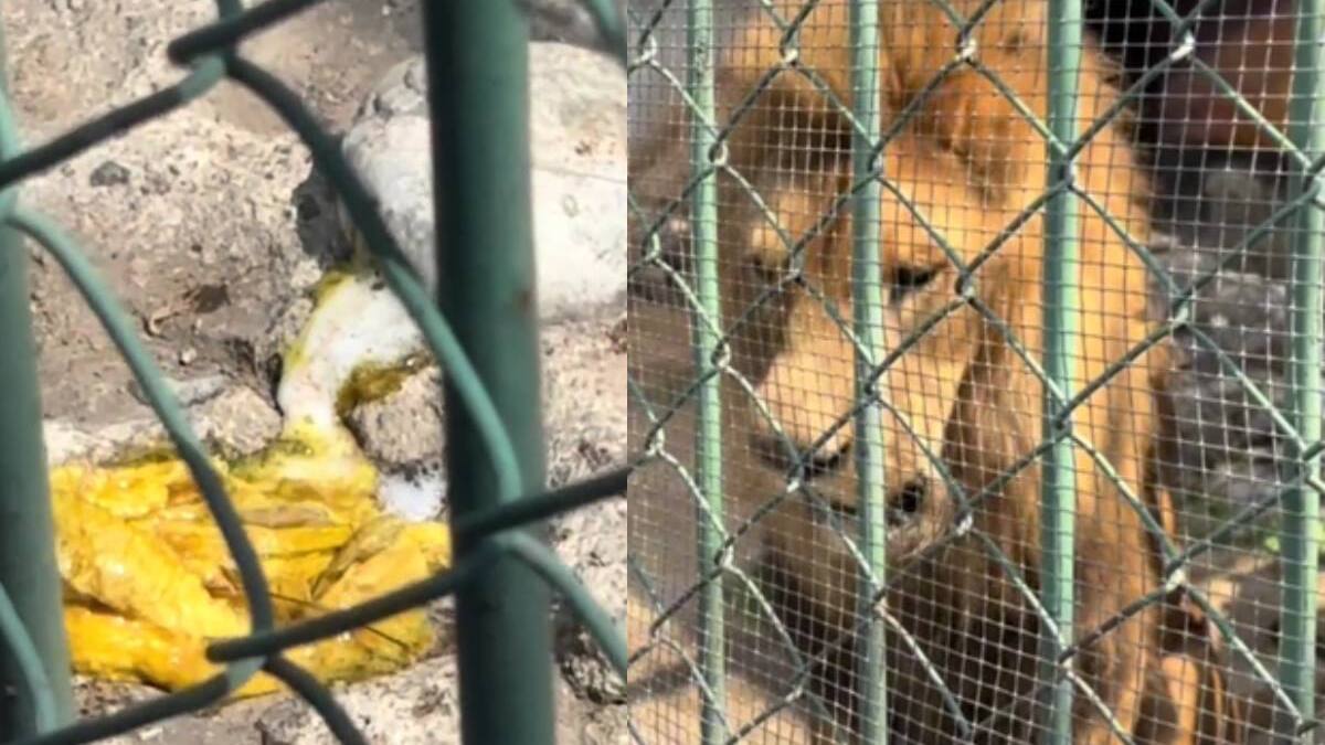Video de león que vomita parásitos en Parque del Pueblo en EDOMEX genera polémica