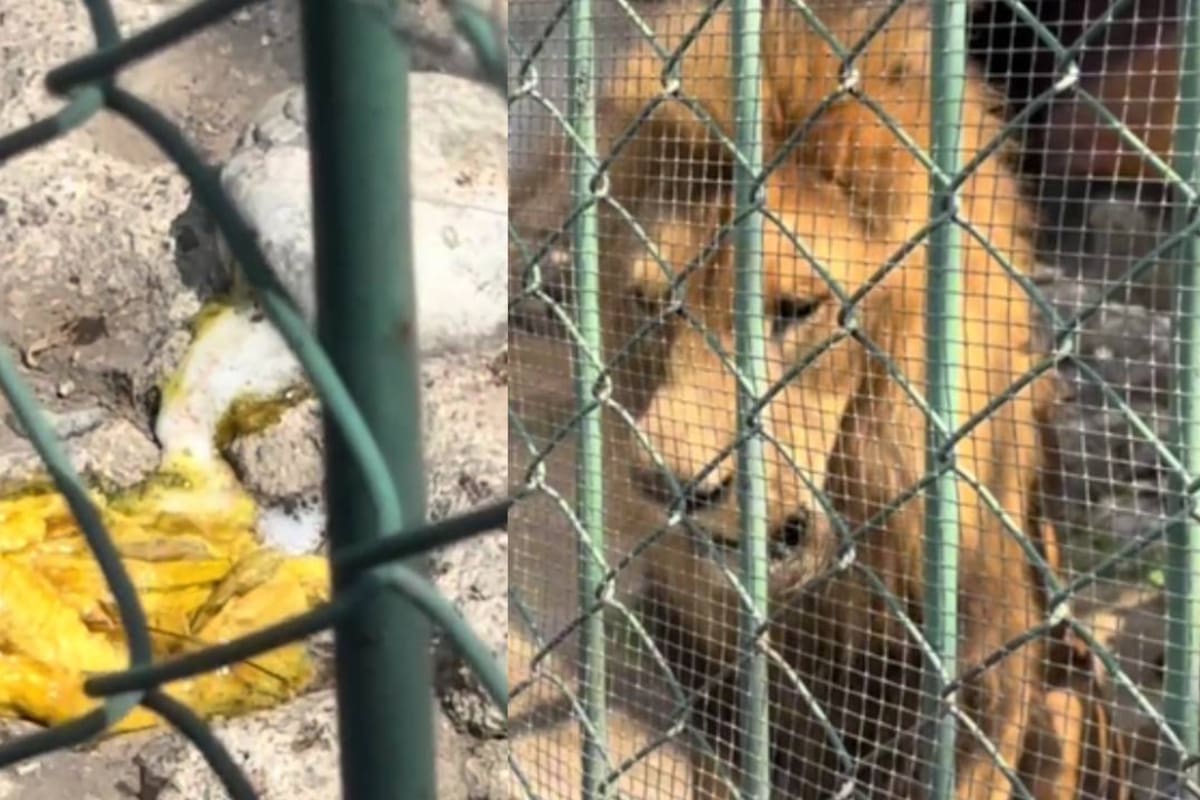 Video de león que vomita parásitos en Parque del Pueblo en EDOMEX genera polémica; autoridades aseguraron que ya está bajo tratamiento y PROFEPA también reacciona