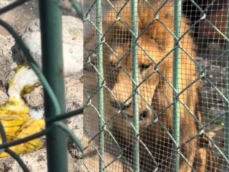 Video de león que vomita parásitos en Parque del Pueblo en EDOMEX genera polémica; autoridades aseguraron que ya está bajo tratamiento y PROFEPA también reacciona