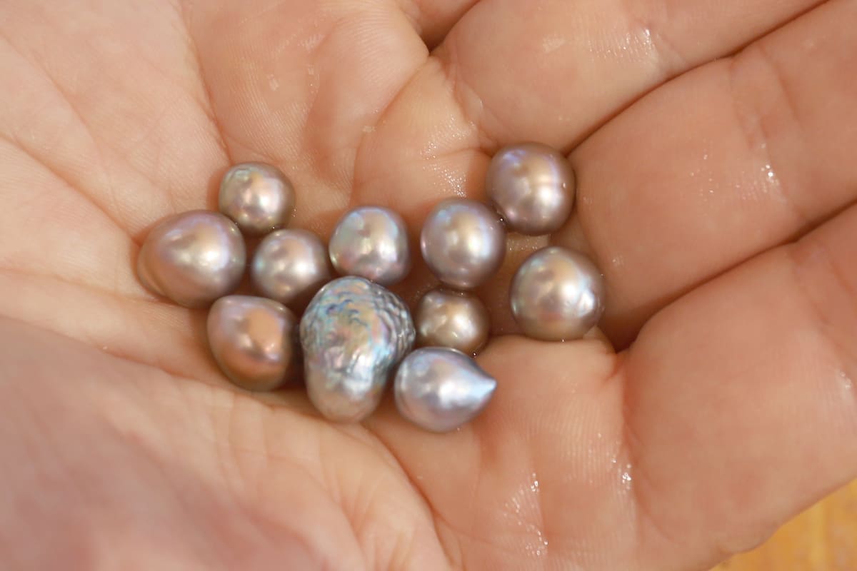 Perlas, gemas que maravillaron a Yaquis y Españoles