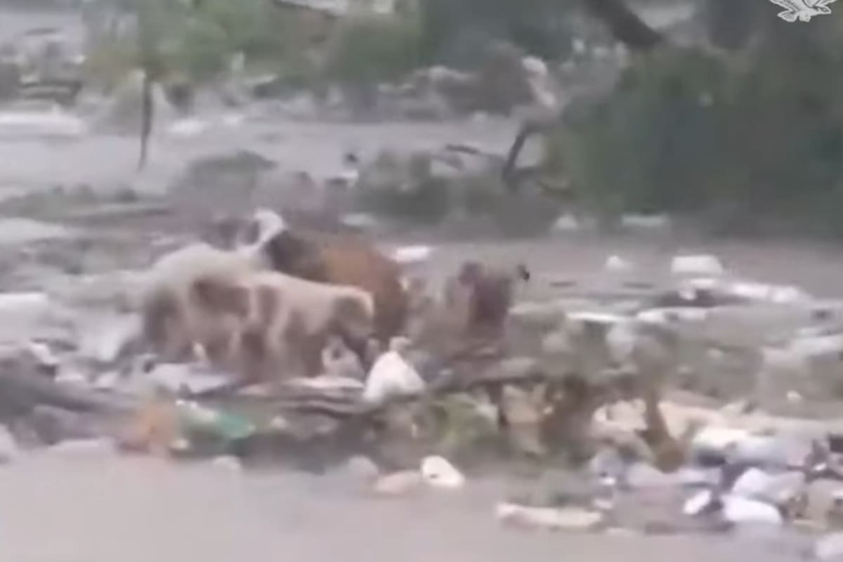Video: Perritos arrastrados por la corriente tras paso del huracán Beryl por Jamaica conmueven a las redes sociales
