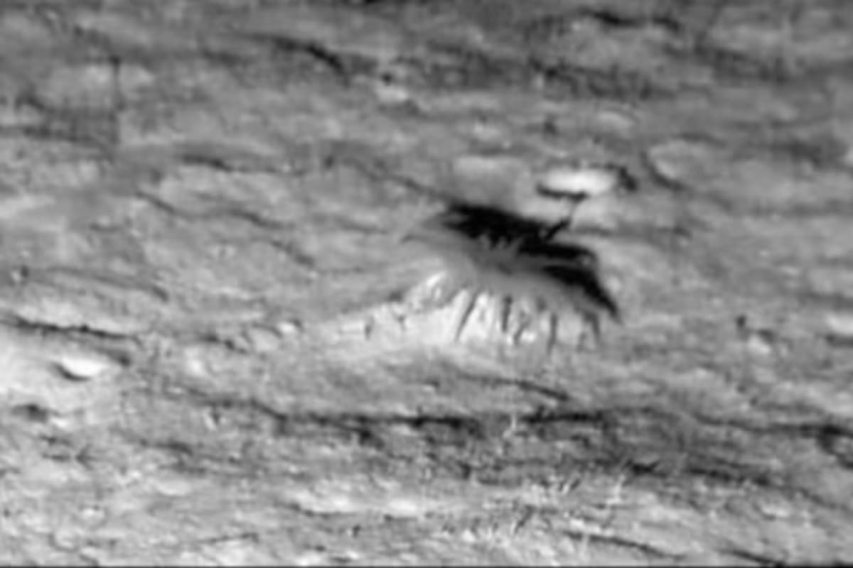 Una criatura con 24 tentáculos aparece a 5 mil metros de profundidad en el océano