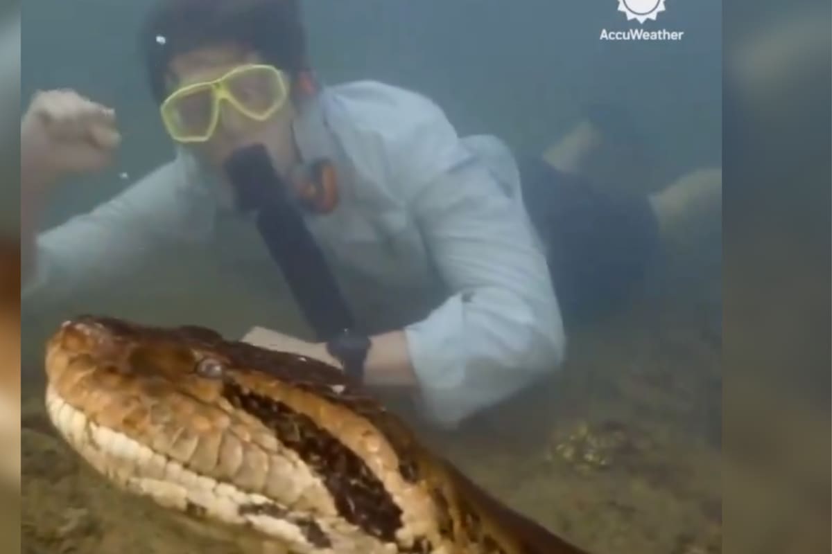 La serpiente más grande del mundo vive en América del Sur y puede comerse a un humano