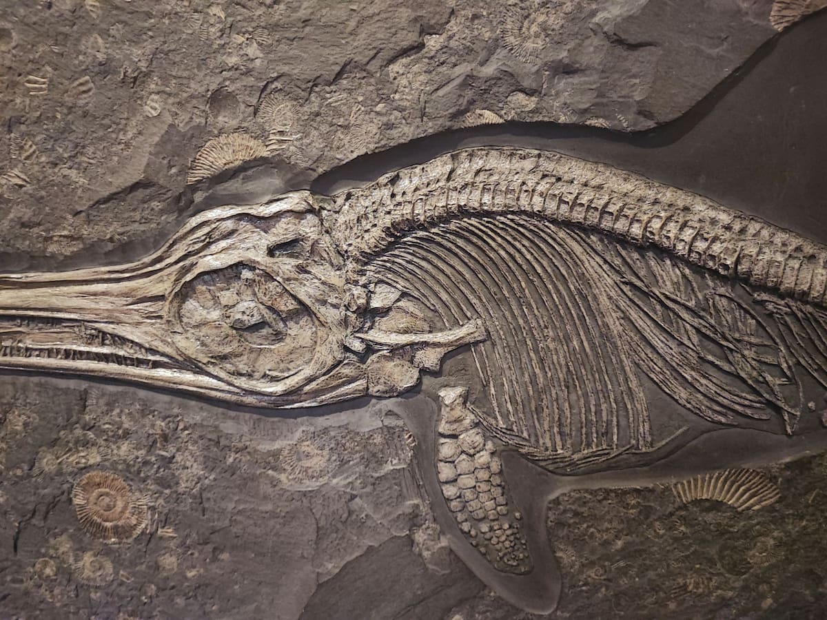 Los fósiles conservados en Qreiya 3 permiten identificar distintos grupos de peces que habitaron la región poco después de la extinción de los dinosaurios. Foto: Pexels