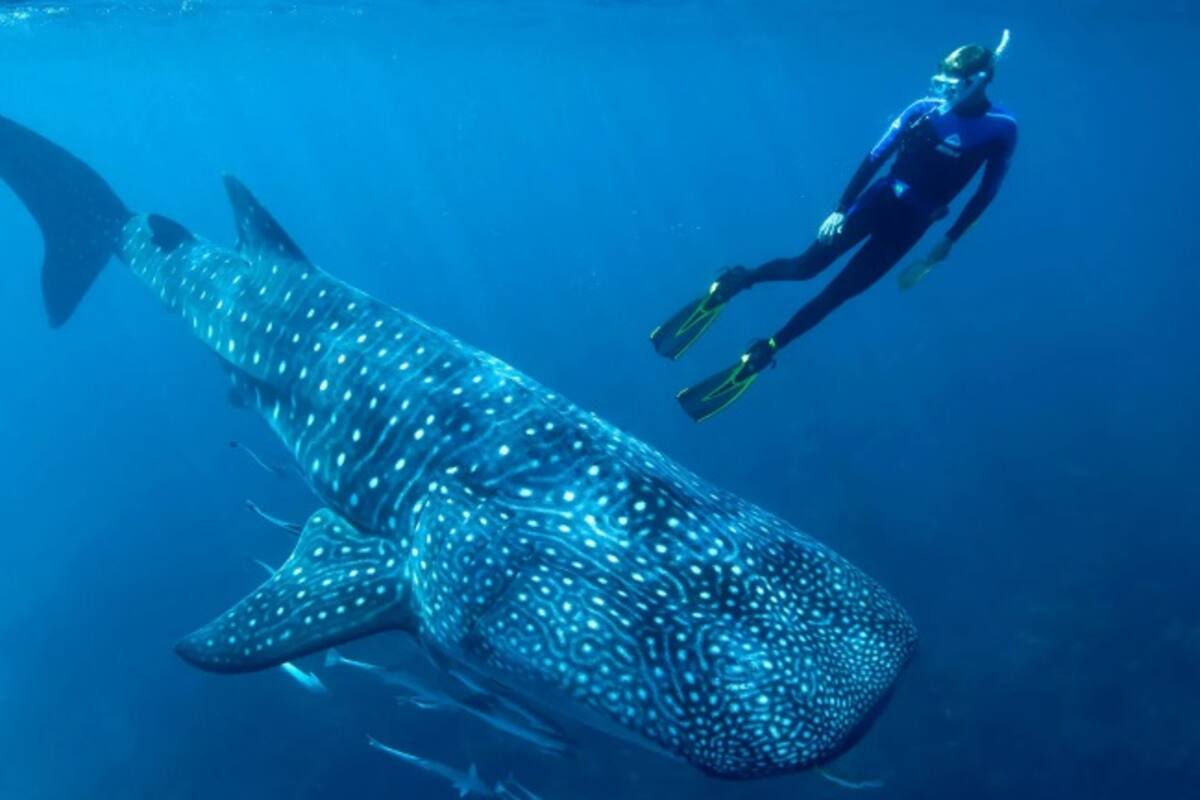 Determinan edad de tiburones ballena por primera vez gracias a restos de bombas atómicas